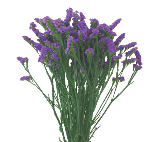 ORIZON™ VIOLET