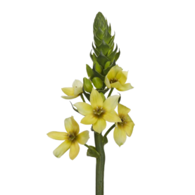 ORCHID STAR™