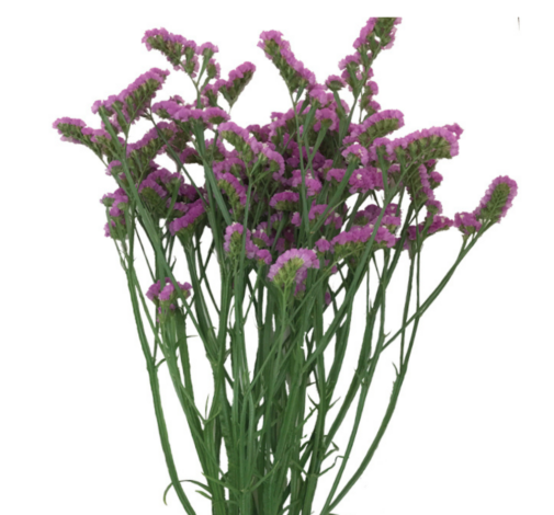 ORIZON™ PINK