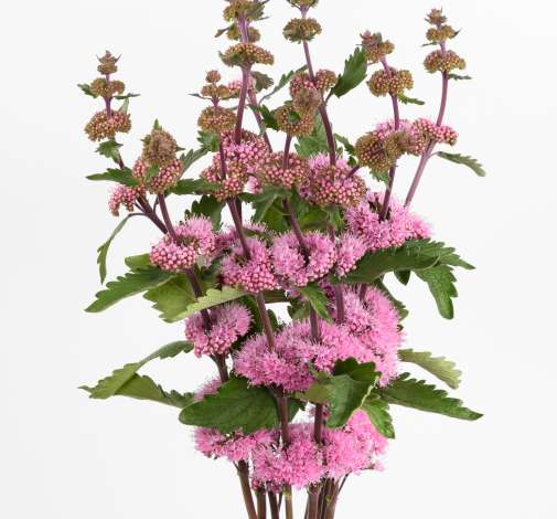 PAGODA™ DARK PINK