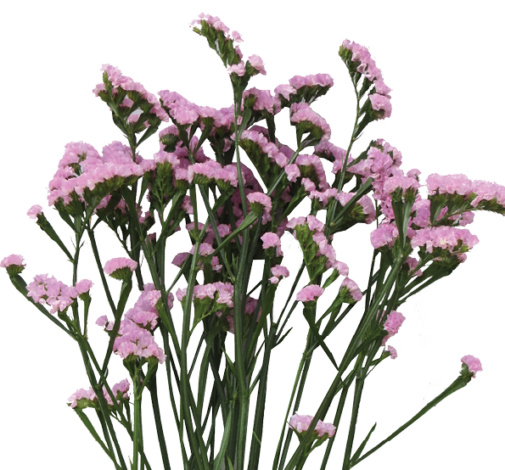 PREMIO™ PINK