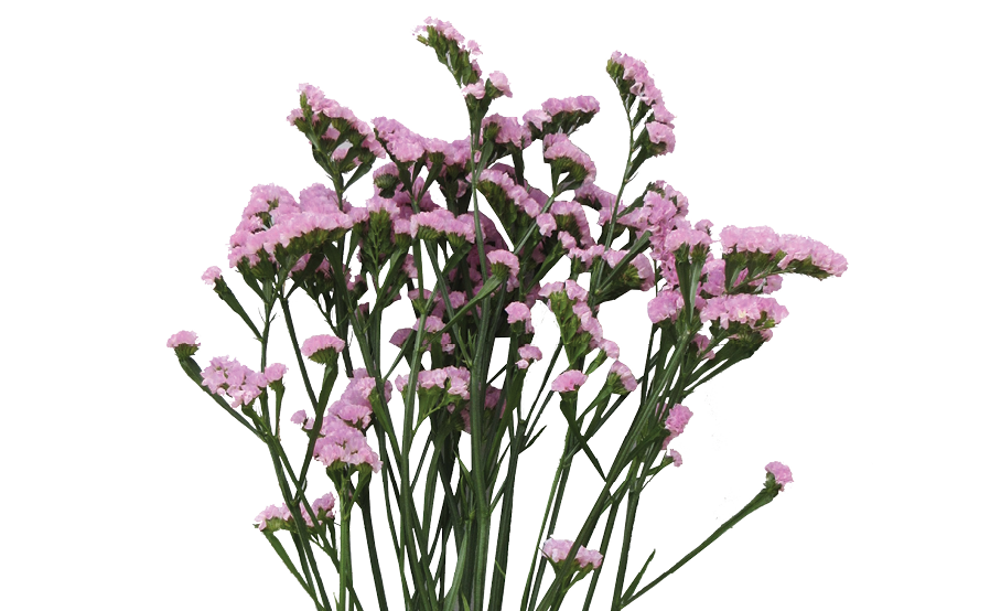 PREMIO™ PINK