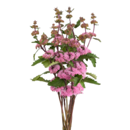 PAGODA™ DARK PINK