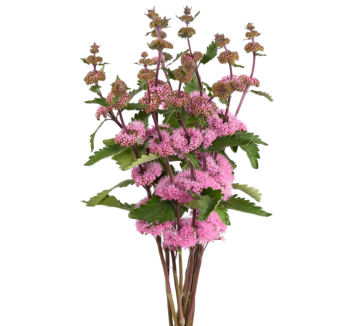 PAGODA™ DARK PINK