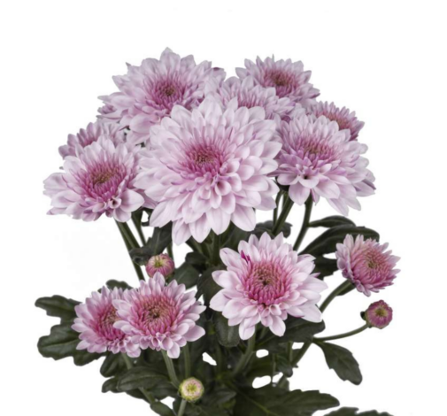 SOUFFLE™ PINK