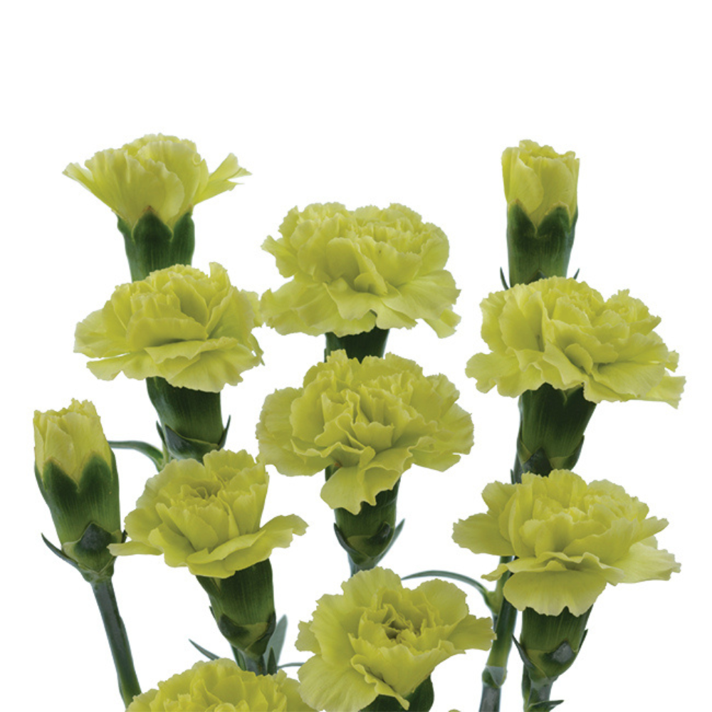 PIÑATA™ YELLOW