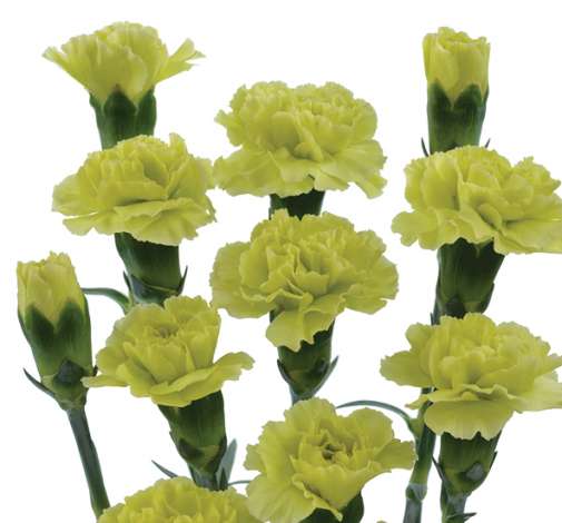 PIÑATA™ YELLOW