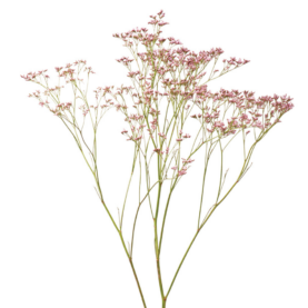 PIUMA™ PINK TOUCH