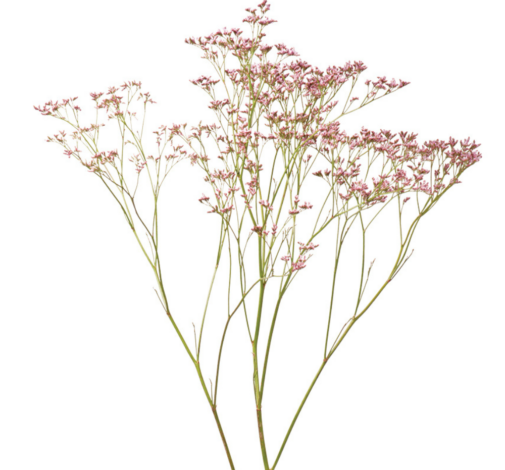 PIUMA™ PINK TOUCH