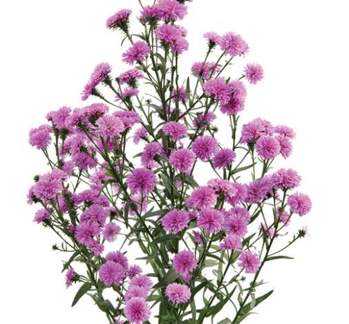 PRIMAVERA™