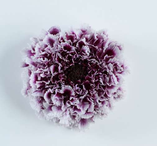 FOCAL SCOOP™ PURPLE LACE
