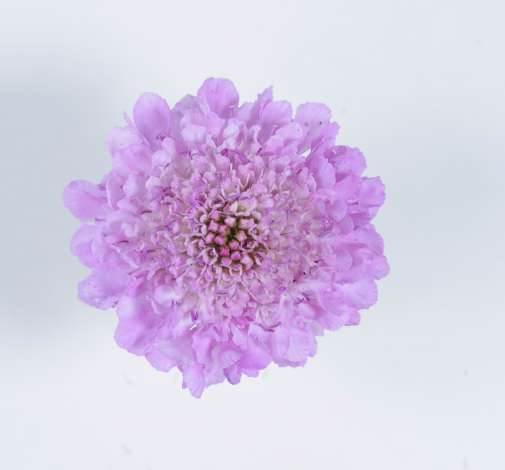 FOCAL SCOOP™ LILAC