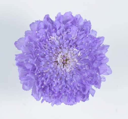FOCAL SCOOP™ LAVENDER