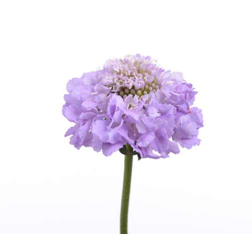 LAVENDER SCOOP™