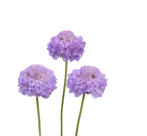 LAVENDER SCOOP™