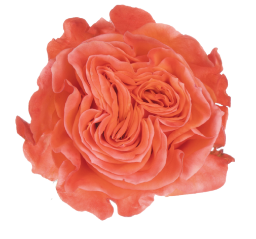 SENTI™ GLAM ECUADOR