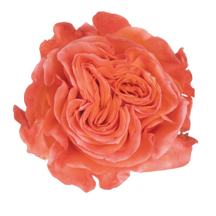 SENTI™ GLAM ECUADOR