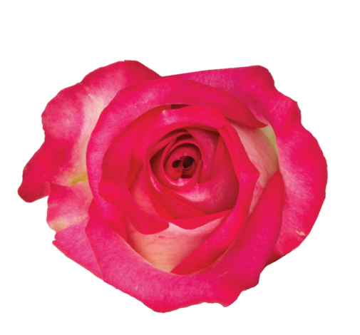 SENTI™ JOYFUL COLOMBIA