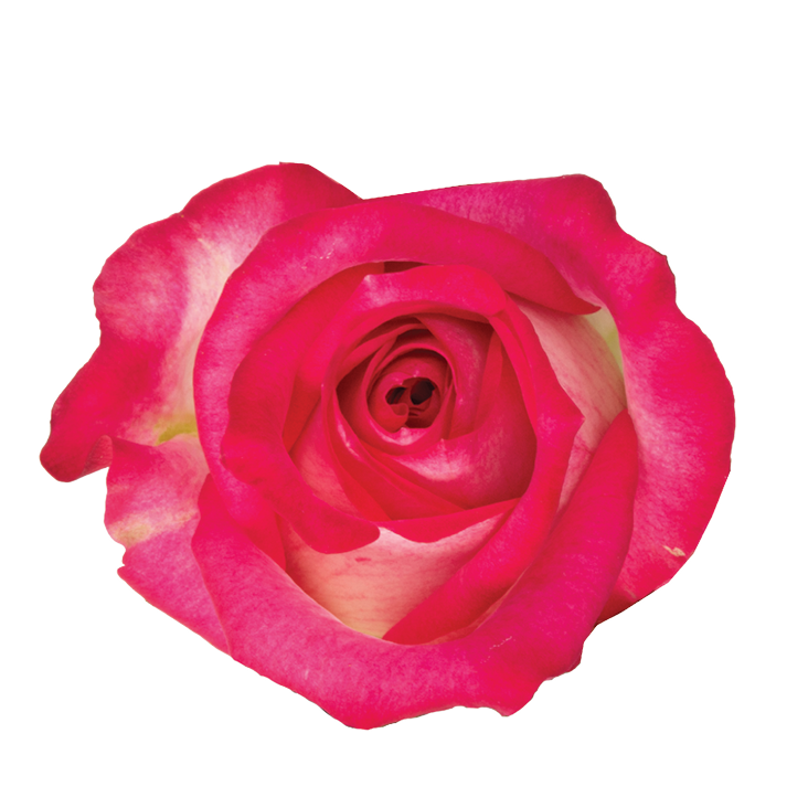 SENTI™ JOYFUL COLOMBIA