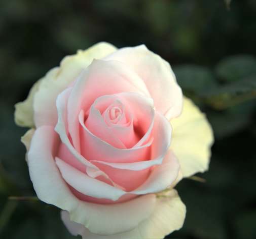 SENTI® ROMANTIC TOUCH COLOMBIA