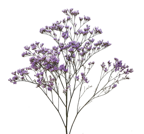SAFORA™ BLUE-TIFUL