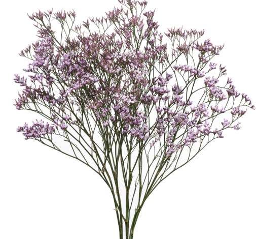 SAFORA™ LILAC