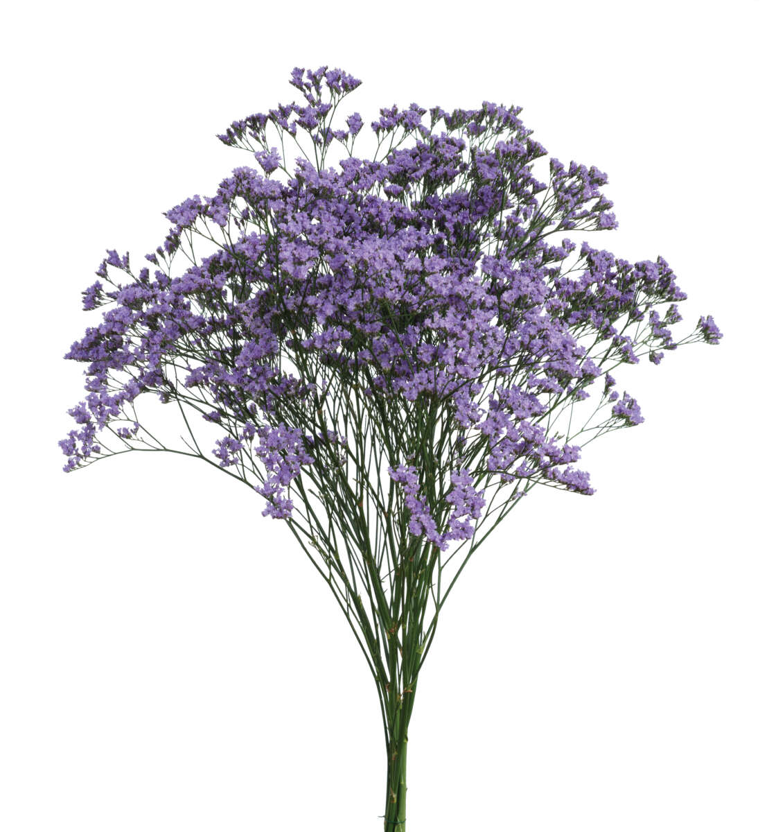 SAFORA™ BLUE-TIFUL