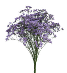 SAFORA™ BLUE-TIFUL