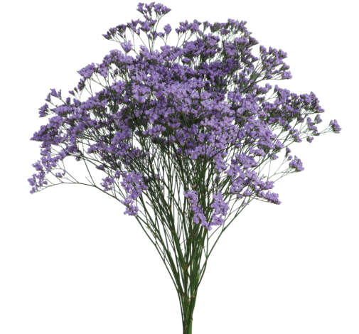 SAFORA™ BLUE-TIFUL