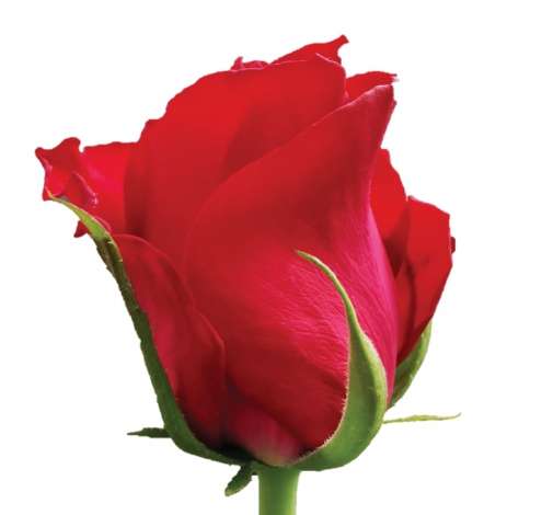 SENTI® FRENCH KISS KENYA
