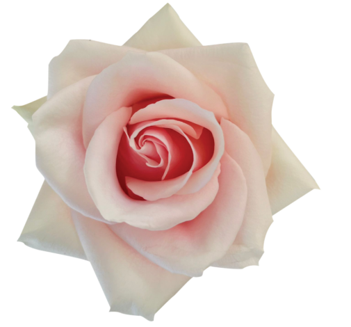 SENTI™ ROMANTIC TOUCH COLOMBIA