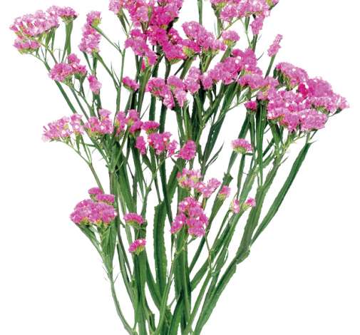 SINUET™ ETERNAL PINK