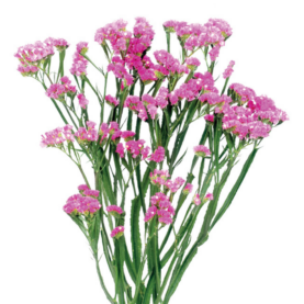 SINUET™ ETERNAL PINK