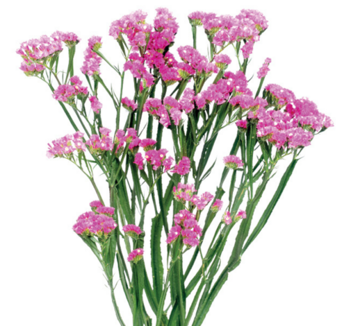 SINUET™ ETERNAL PINK