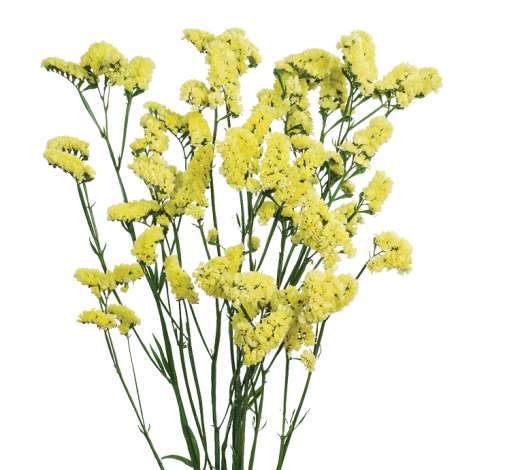 SINUET™ MAX YELLOW