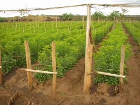 Solidago-GOLDEN-GLORY™-Kenya-April-2008-1