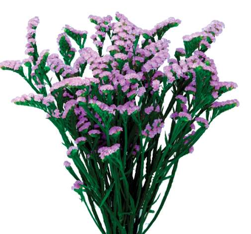 SPACE™ LAVENDER