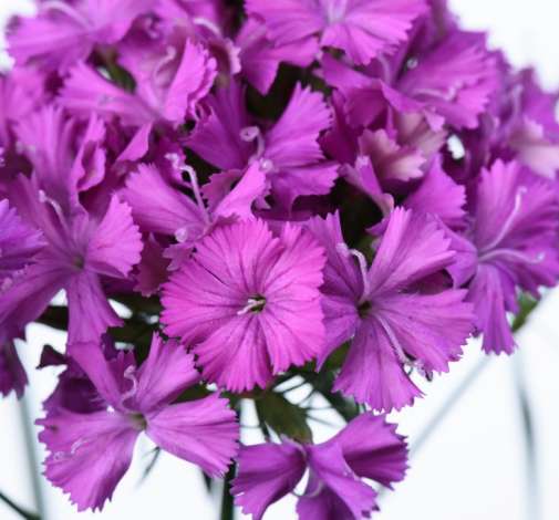 GLOSS™ VIOLET PINK