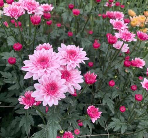 SOUFFLE™ PINK