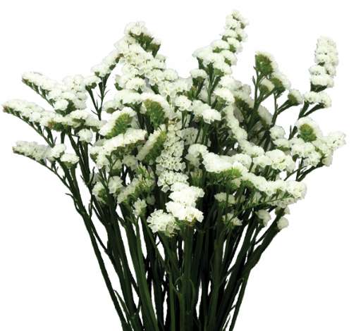 WHITE DELIGHT™