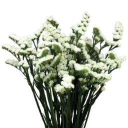 WHITE DELIGHT™