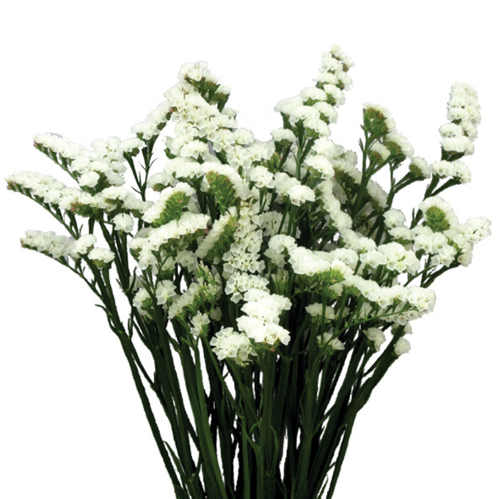 WHITE DELIGHT™