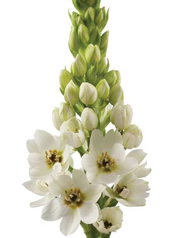 WHITE STAR™