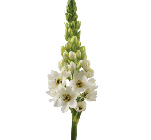 WHITE STAR™