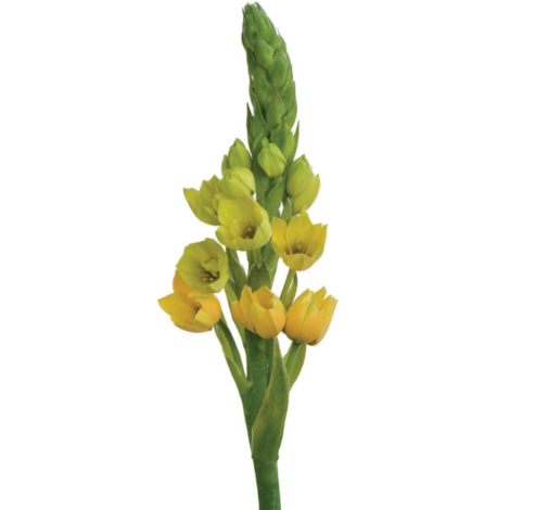 YELLOW STAR™