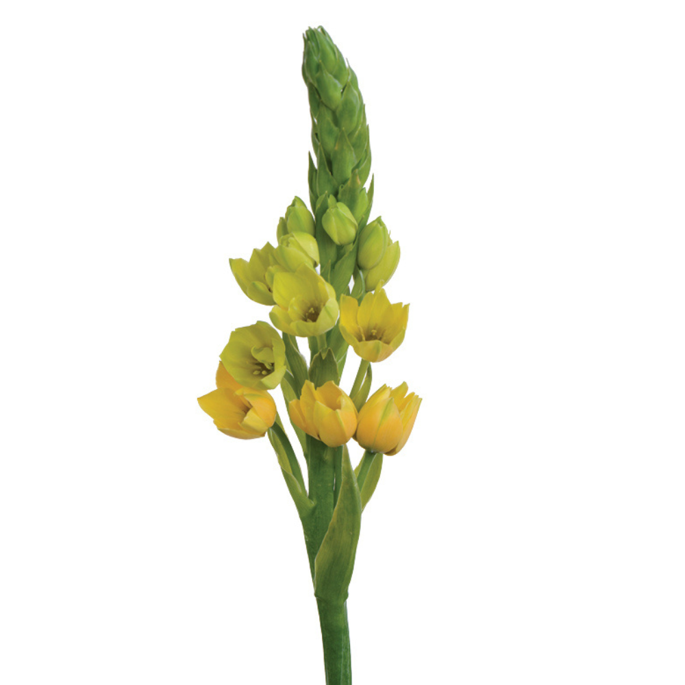 YELLOW STAR™
