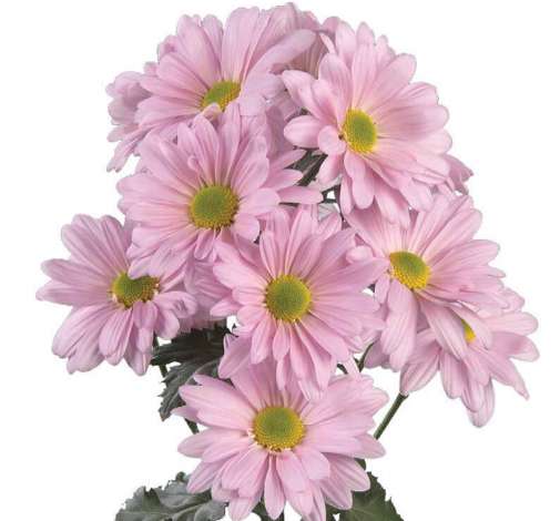 ATLANTIS™ PINK