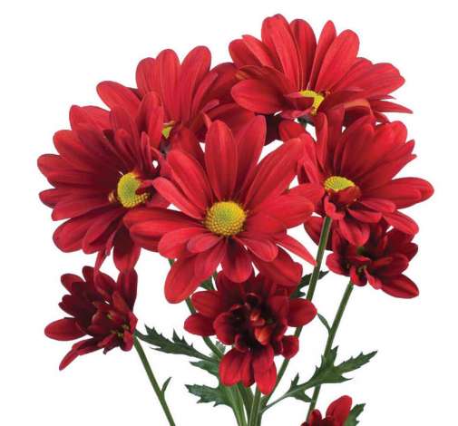 ATLANTIS™ RED