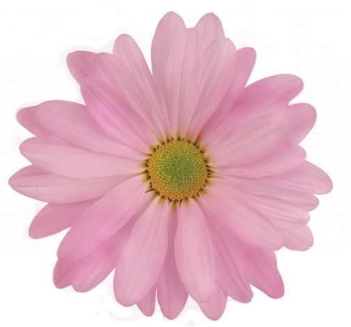 ATLANTIS™ PINK