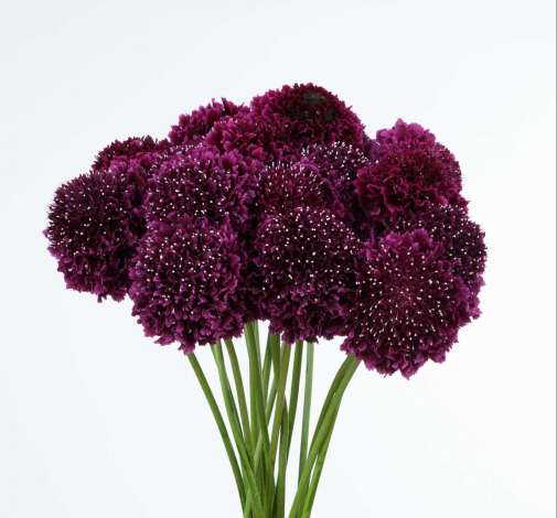 BON BON SCOOP™ MERLOT